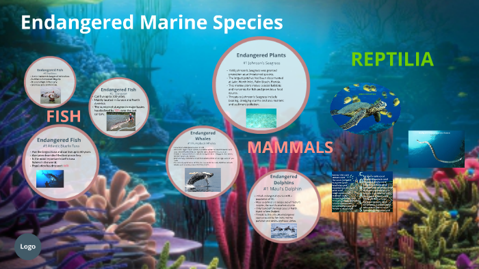 Endangered Marine Species by Vannesa Melendez on Prezi