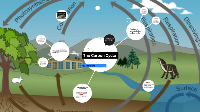 The Carbon Cycle by Kris B on Prezi