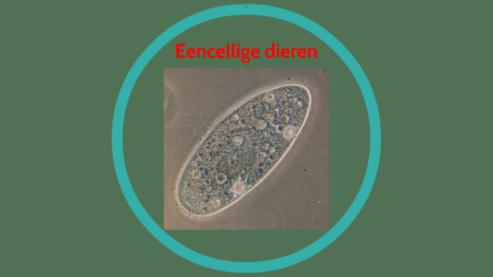 Eencellige dieren by on Prezi
