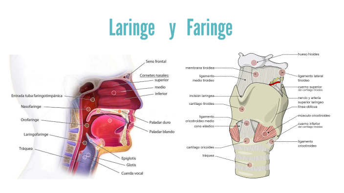 Faringe Laringe by Brenda Pérez Sámano on Prezi