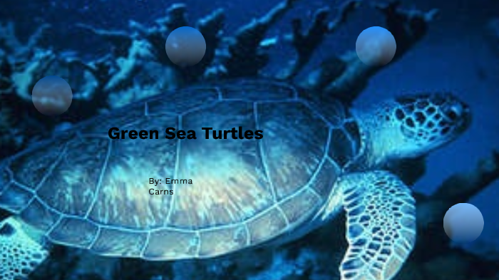 Green sea Turtles by Emma Carns on Prezi