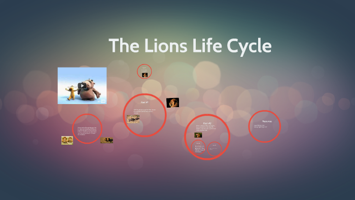 The Lions Life Cycle by Luis Mijangos