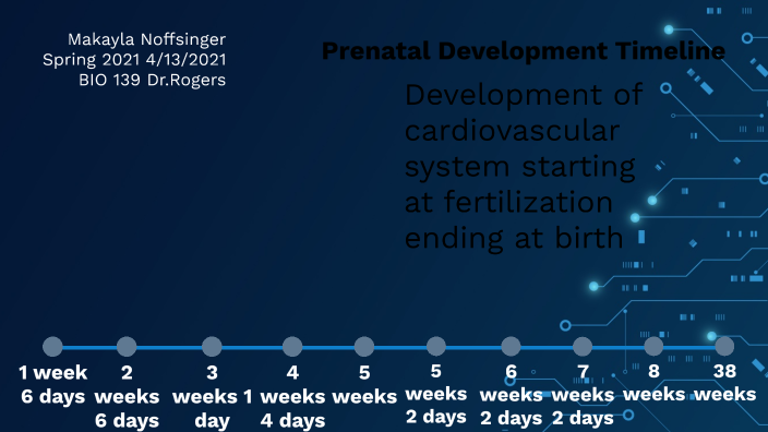 Prenatal Development Timeline By Makayla Noffsinger On Prezi