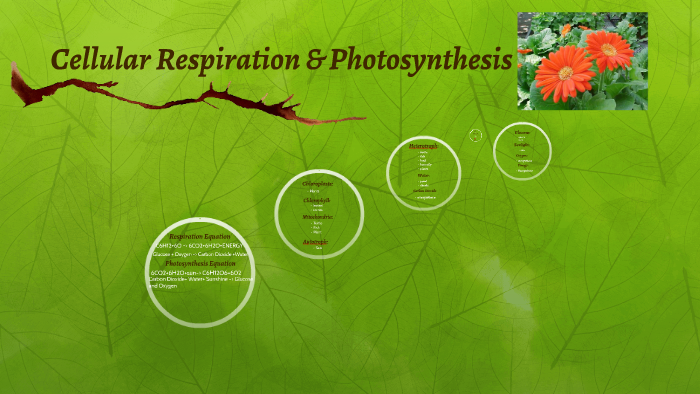 flowvella vs powerpoint