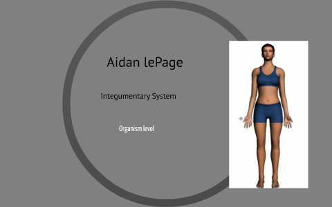 Integumentary System by Aidan LePage on Prezi