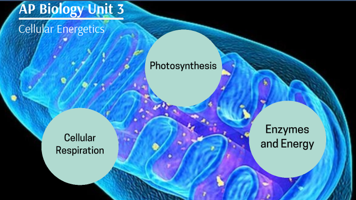 Ap Bio Unit 3 Energy By Christopher Himmelheber On Prezi