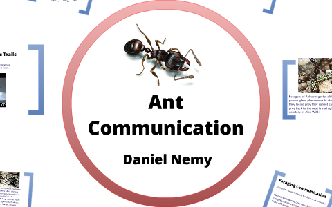 Ant Communication by Evan Cantor