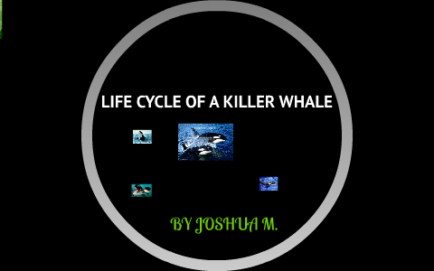 LIFE CYCLE OF A KILLER WHALE by Joshua Micu on Prezi