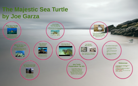 The Sea Turtle by Joe Garza on Prezi