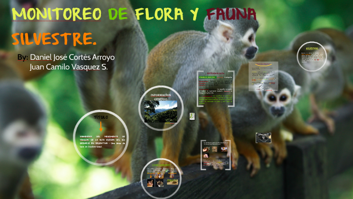 MONITOREO FLORA Y FAUNA By Daniel Cortes On Prezi