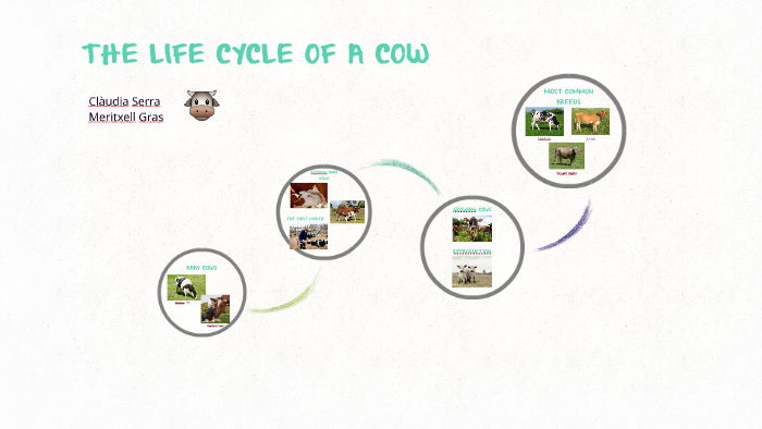 THE LIFE CYCLE OF A COW by Clàudia Serra on Prezi