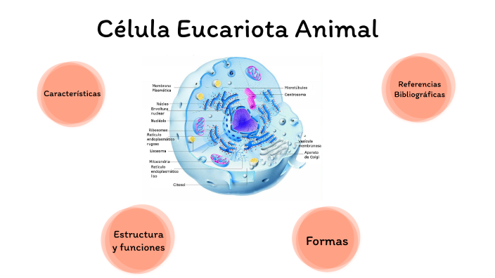 Celula Animal by María Romina Castro on Prezi