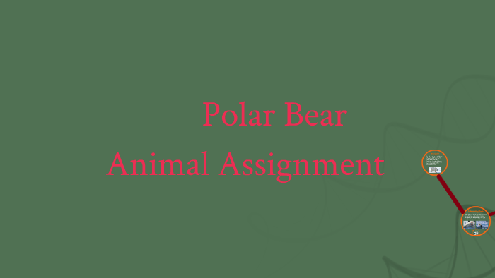 Polar Bear Assignment by karan prasobh on Prezi