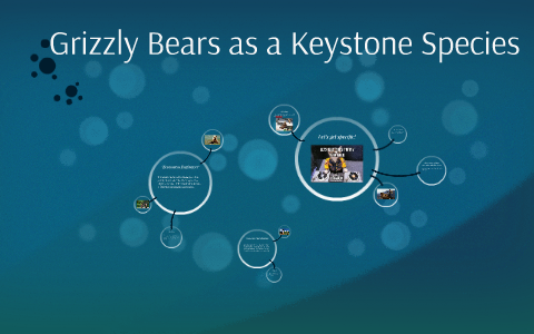 Grizzly Bears as a Keystone Species by Liam Mansfield on Prezi
