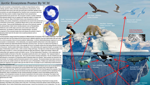 Arctic Ecosystem Poster by wilon w on Prezi Design