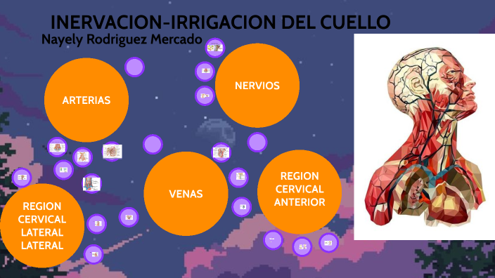 INERVACION-IRRIGACION DEL CUELLO by Nayely Rodriguez Mercado on Prezi