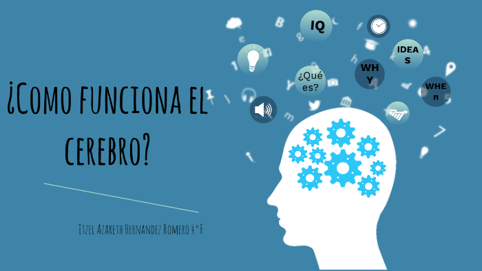 ¿como Funciona El Cerebro? By Itzel Hernandez On Prezi