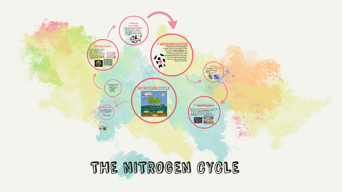NITROGEN CYCLE by Bea Echiverri on Prezi