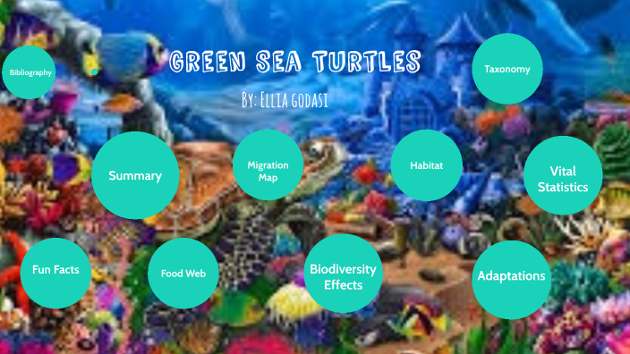 Green Sea Turtles by Ellia Godasi on Prezi