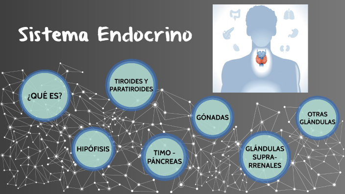 Sistema Endocrino By Andrea Lucia Ll On Prezi 