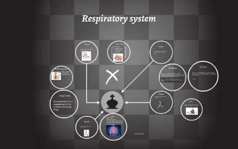 Respiratory system by david elizondo on Prezi
