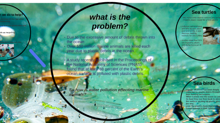 the effects of water pollution on marine animals by Amanda Mccue