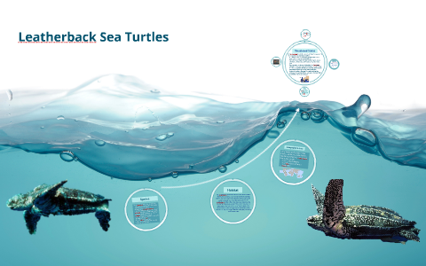 Leatherback Sea Turtles by Laura Glanz on Prezi