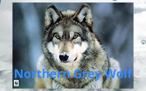 Northern Grey Wolf by Matthew Warkentin on Prezi