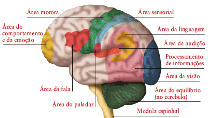 Funçoes De Cada Parte Do Cerebro By Michel Ferreira