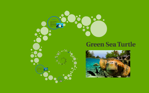 Sea Turtle by Kassandra Priest on Prezi