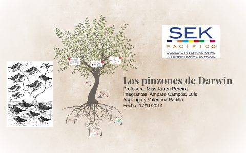 Los Pinzones De Darwin By Valentina Padilla On Prezi