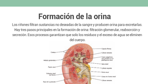 proceso de orinar