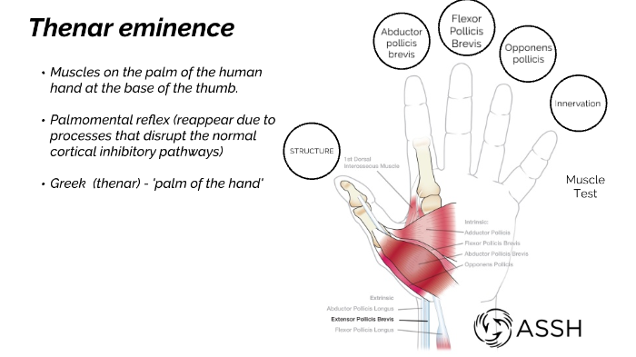 Thenar muscles by Camila Akemi on Prezi