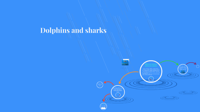 Similarities between sharks and dolphins by Julia Oliva on Prezi