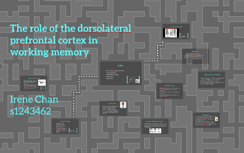 The persistent activity in the prefrontal cortex in the work by Irene ...