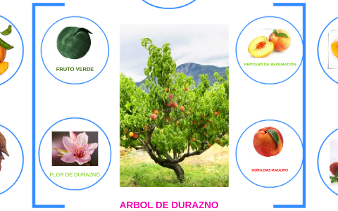 ARBOL DE DURAZNO by DANTE ARMANDO CORDOVA MAMANI on Prezi Next