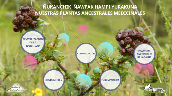 Proyecto Plantas Ancestrales Medicinales By Luis Farinango On Prezi