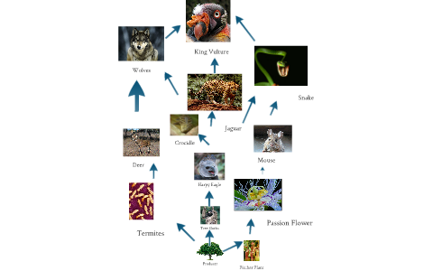 Food Web of The Jungle by Zack Luchefeld on Prezi