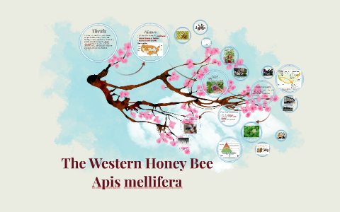 The Western Honey Bee by Lydia Riffert on Prezi