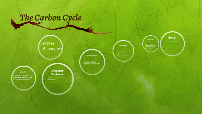 The Carbon Cycle by Daniel Quigley on Prezi