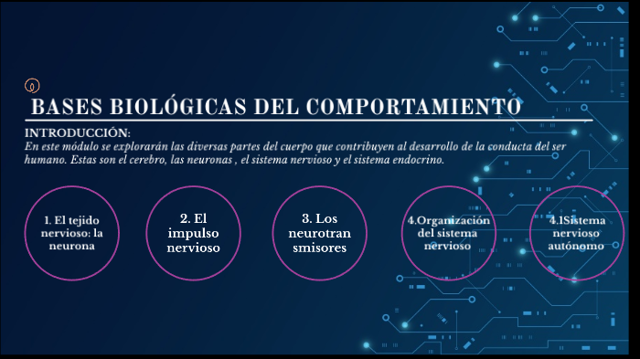 BASES BIOLÓGICAS DEL COMPORTAMIENTO By Edwar Casma On Prezi