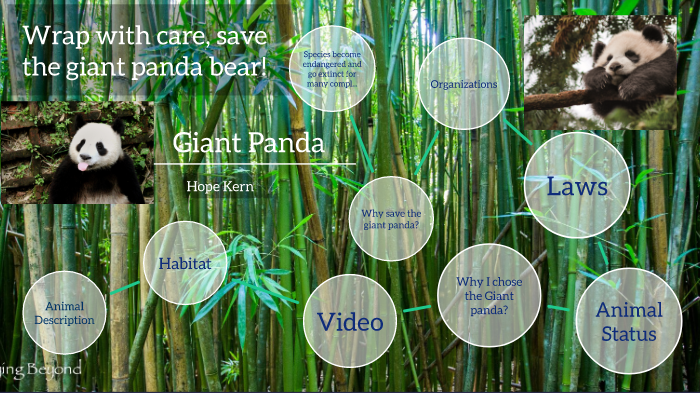 panda bear habitat project