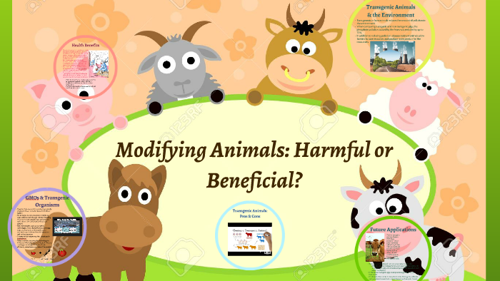 Modifying Animals: Harmful or Beneficial? by Diana Orta