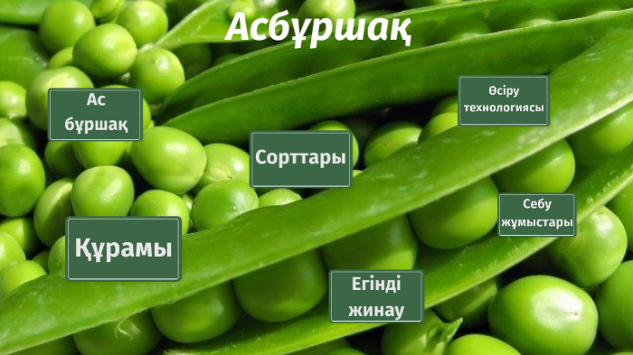 АсбұршаҚ by BOSS on Prezi