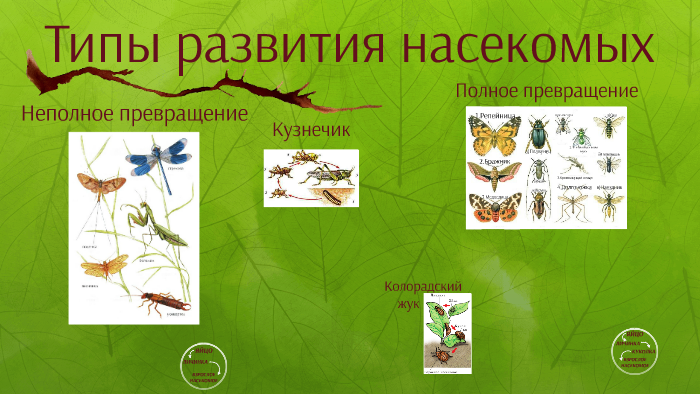 Определите тип развития насекомых 1 комнатная муха