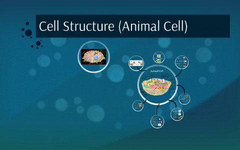 Cell Structure (Animal Cell) by Angel George on Prezi