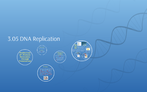 3.05 DNA Replication by Kenzie B. on Prezi
