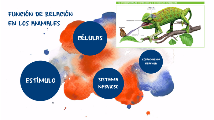 FUNCIÓN DE RELACIÓN EN LOS ANIMALES by ana luisa mogollon hernandez on