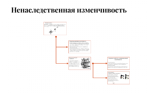 Ненаследственная изменчивость схема