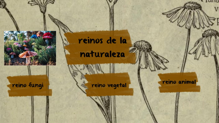 reinos de la naturaleza by Ana pau on Prezi